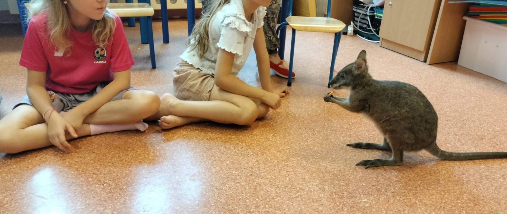 Wizyta kangura